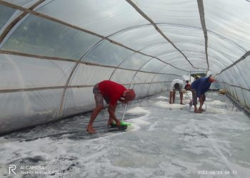 Musim Hujan Tidak Halangi Panen Perdana Petambak Garam Pansela Binaan UB